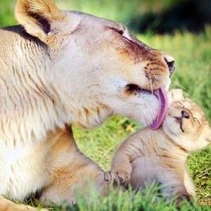 Meet your Posher, Sungjin